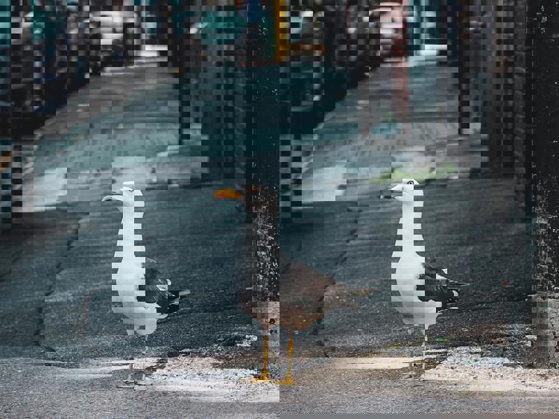 Training Opportunity: KBSP Working Together: Our Shared Responsibility Training